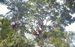 Chùm ảnh: Dân leo cây xem hội chọi trâu tại Hà Giang