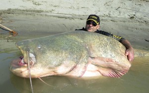 Bắt được cá trê quái vật nặng 127kg