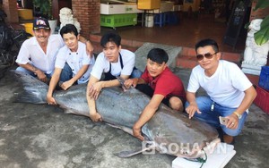 Cá tra dầu "khủng" nặng 210kg về TP.HCM