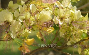 Chiêm ngưỡng cây mai trắng cổ thụ tuyệt đẹp khi trổ hoa