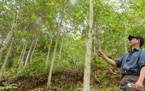 "Xét nghiệm là biết cây gỗ mỡ hay vàng tâm"