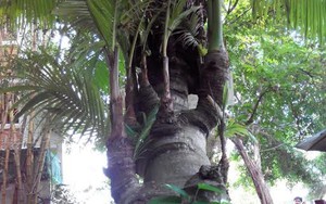 Cận cảnh cây dừa ta 38 đọt ở TP. Cần Thơ