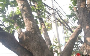 Chiêm ngưỡng 2 cây mai cổ thụ giá hơn 100 tấn thóc ở Sài Gòn
