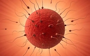Sự thật về "quả trứng" của phụ nữ khiến nam giới "ngã ngửa"