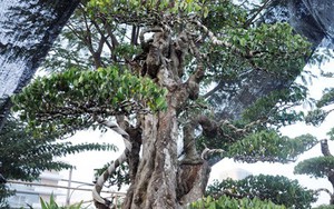 Hai cây khế “độc” được chủ nhân ra giá 7 tỷ đồng ở Sài Gòn