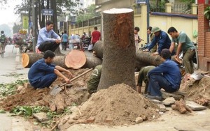 Cận cảnh những gốc cây trơ trọi sau khi bị chặt hạ ở Hà Nội