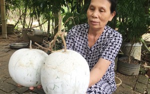 Lạ lẫm trái bo bo lớn nhanh như thổi