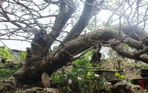 Cây mai vàng thế “xuân sum vầy” giá nửa tỷ ở Sài Gòn