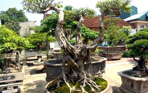 Cây cảnh tiền tỷ, hạ giá bán rong trên phố Hà Nội