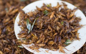 10 món ăn từ côn trùng thử thách lòng can đảm