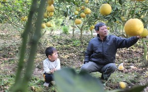 Chiêm ngưỡng vườn bưởi đẹp nhất miền Bắc