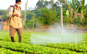 Rau sạch bán cho ai?