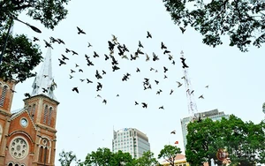 Chuyện về đàn chim bồ câu nổi tiếng ở nhà thờ Đức Bà Sài Gòn