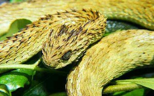 Lý giải về loài rắn độc làm "tan chảy da người"