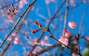 Trong veo như những cánh đào nở rộ tại phố núi Đà Lạt