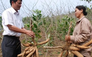 Cây tỷ đô bị hắt hủi