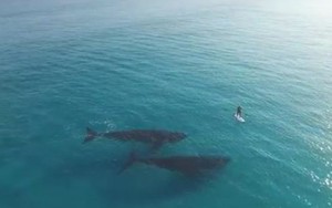 Clip chèo thuyền cùng 2 con cá voi lưng gù trên biển