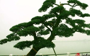 Ngắm vườn tùng bạc tỷ lớn nhất Hà Nội