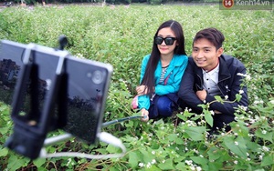 Ngắm hoa tam giác mạch miễn phí giữa lòng Hà Nội