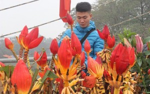 Độc đáo thú chơi hoa chuối ngày Tết