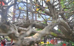 Mãn nhãn ngắm cây mai thế xuy phong “nửa tỷ chưa mua được”