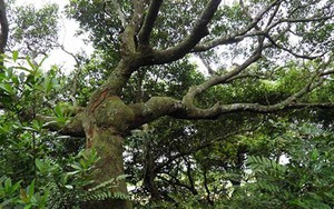 Khu rừng trâm bầu cổ 500 năm ở Quảng Bình