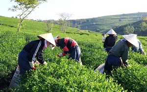 Sóng gió thương trường- Kỳ cuối: Mưu sâu kế hiểm