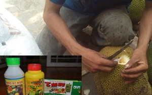 Đổ hóa chất ép mít chín siêu tốc