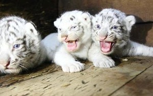 [Photo] "Tan chảy" bởi khoảnh khắc đáng yêu của các loài động vật