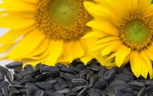 Vì sao người ta ăn nhiều hạt hướng dương vào dịp Tết?