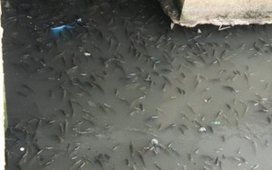 Cảnh tượng hàng ngàn con cá ngóc đầu dày đặc trên kênh Nhiêu Lộc