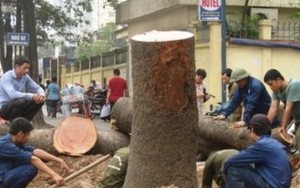 Chặt 6.700 cây xanh: Sở Xây dựng HN không trả lời đủ 21 câu hỏi