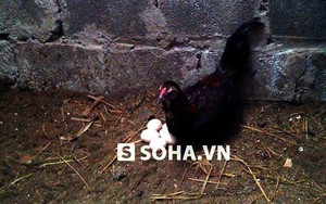 Kỳ lạ con gà mái "đội lốt" gà trống ở Hưng Yên