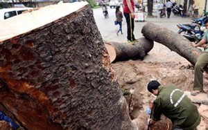Hà Nội thông tin thêm về việc kỷ luật khi thay thế cây xanh