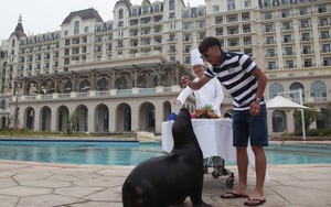 Đại gia bao cả khách sạn năm sao tổ chức sinh nhật cho sư tử biển