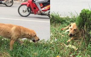 Câu chuyện chú chó bị bắt về lò mổ trong lúc chờ giải cứu khiến nhiều người xót xa