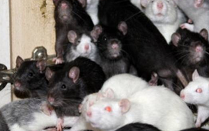 Choáng khi phát hiện 300 con chuột trú ẩn trong căn hộ 2 phòng