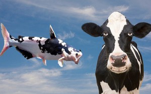 Phì cười với con cá màu giống hệt bò sữa