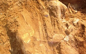Phát hiện bộ xương khổng lồ có niên đại hàng trăm năm tuổi