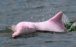 Loài cá đặc biệt của Hong Kong, đi biển quanh năm không nhìn thấy