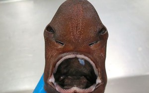 Phì cười gương mặt những con cá mập xấu nhất quả đất