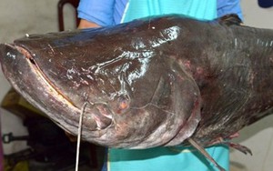 Loài cá chậm chạp, dài tới hơn 2m rất hiếm gặp ở Việt Nam