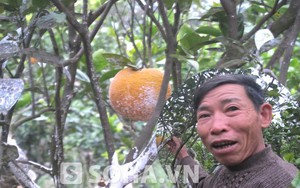 Loại cam "ngự" trên cây 12 tháng, người trồng chẳng dám ăn