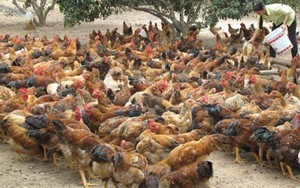 Phó Thủ tướng yêu cầu xử lý nghiêm vụ "quan xã ăn gà" ở Quảng Nam