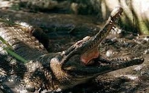 56 người chết vì bia có độc mật cá sấu
