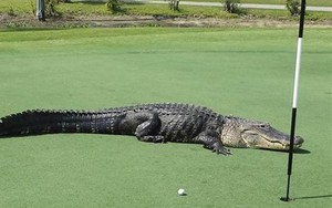 Kinh hoàng cá sấu "khủng" tung tăng trong sân golf