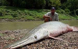 Những sinh vật có ngoại hình... xấu lạ