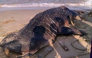 Cá voi 'Ông Thông' nặng gần 4 tấn trôi dạt vào Mũi Né