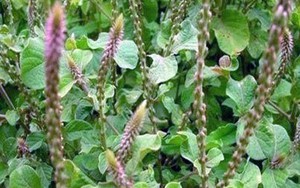 “Tống tiễn” bệnh thấp khớp nhờ bài thuốc nam chẳng mất tiền mua