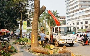 Thủ tướng yêu cầu thông tin đầy đủ đề án thay thế cây xanh Hà Nội